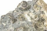 Ammonite (Promicroceras) Cluster - Marston Magna, England #216631-4